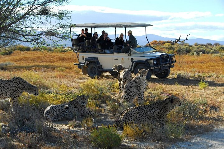 2 Day Inverdoorn Luxury Safari - Photo 1 of 8